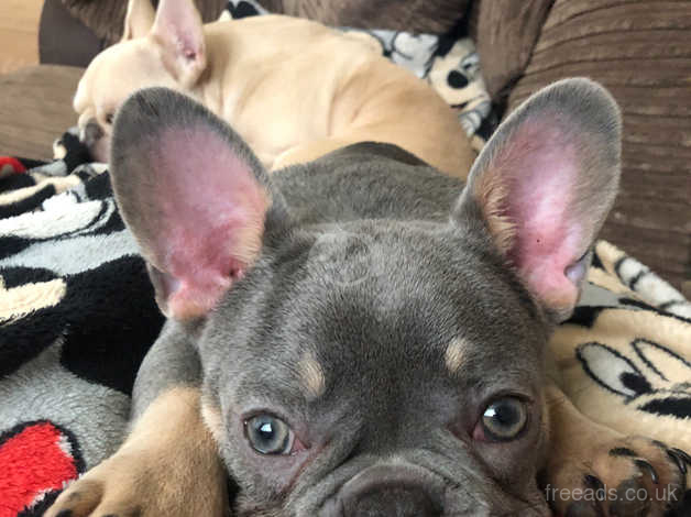 How Big Should A French Bulldog Be At 6 Months