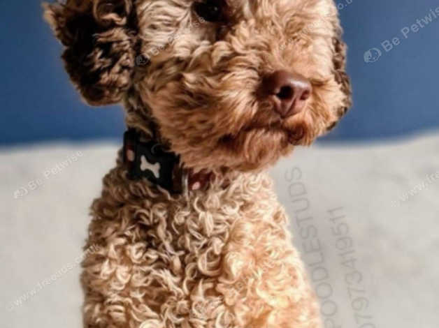 Sable 2025 toy poodle