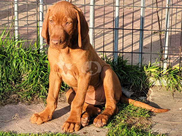 are wirehaired vizslas smart dogs