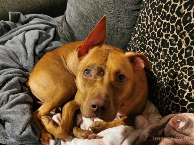 Vizsla staffordshire terrier store mix