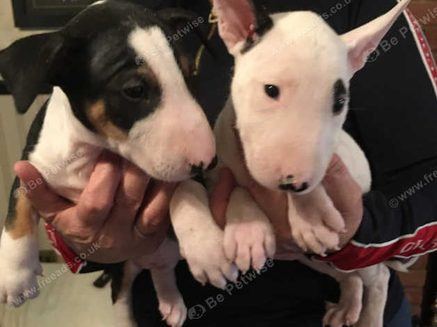 Bullyview store bull terriers