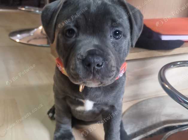 Ace best sale blue staffy