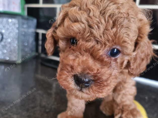 Red poodles 2024 for sale