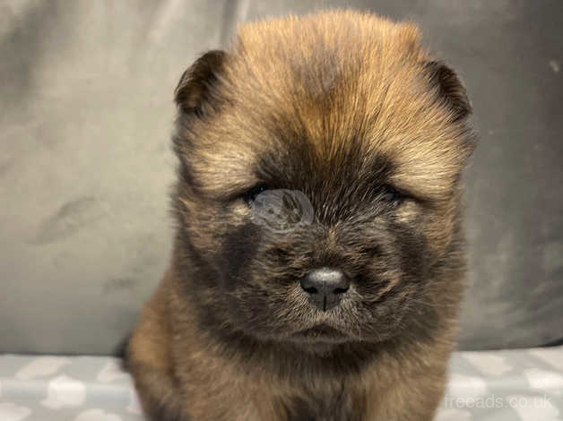 5* Kc Reg Champion Line Chow Chows Ready December In Cardiff CF11 On ...