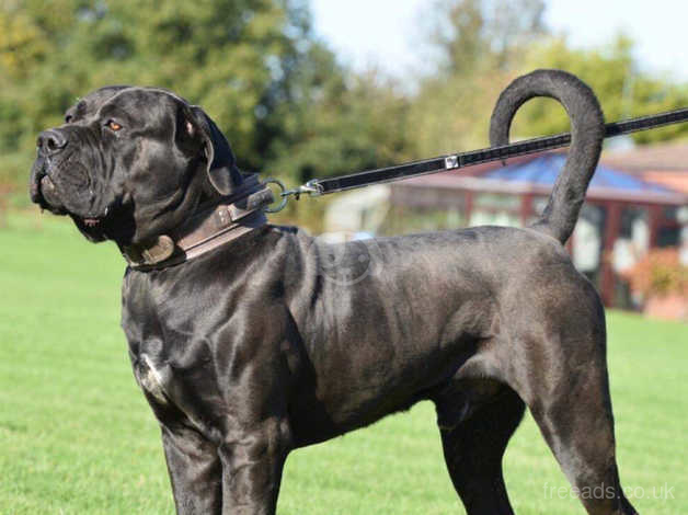 Boerboel For Stud. Proven. Huge Black Dog. in Havering on Freeads