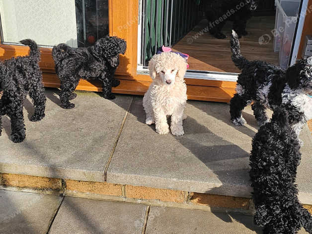 Black standard poodle puppies for sale hot sale near me