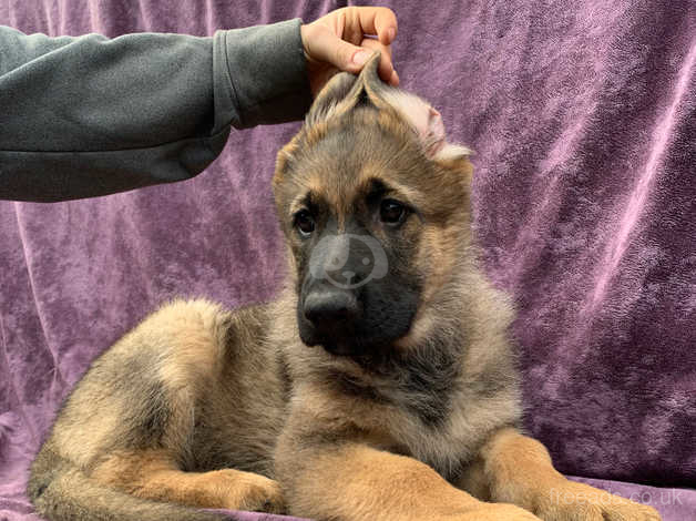 Deutsches demokratische sale republik german shepherds