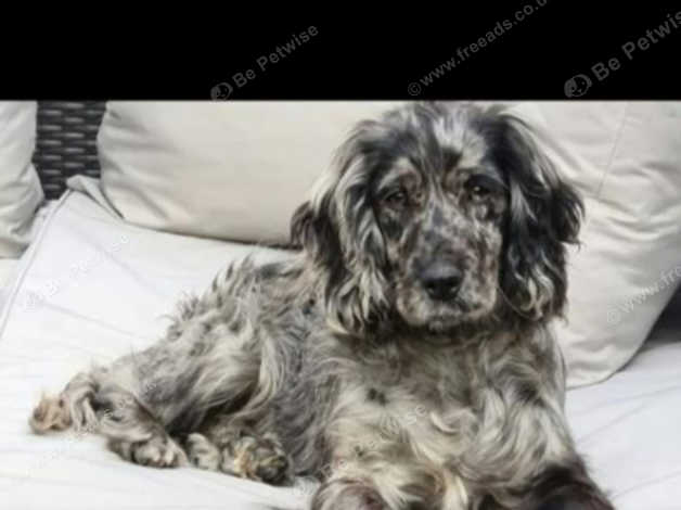 Merle spaniel best sale