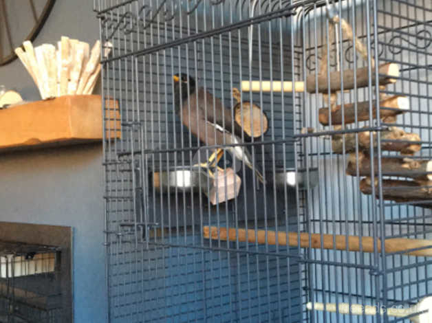 Mynah Bird For Sale In Stoke On Trent On Freeads Classifieds Parrots Classifieds