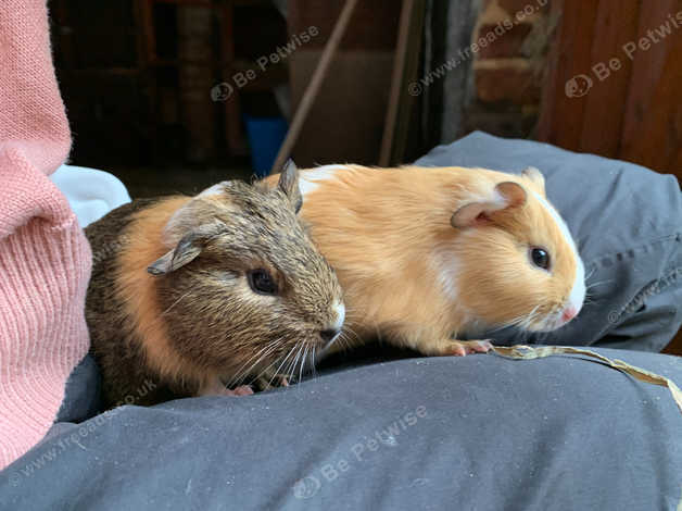 6 week best sale old guinea pig