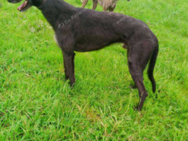 Deerhound greyhound best sale