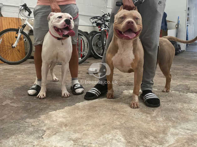 are american bullies and american bulldogs the same