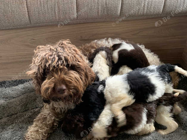 Cockapoo X English Springer Spaniel in Kingswinford DY6 on Freeads ...