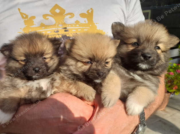 German spitz for sale best sale near me