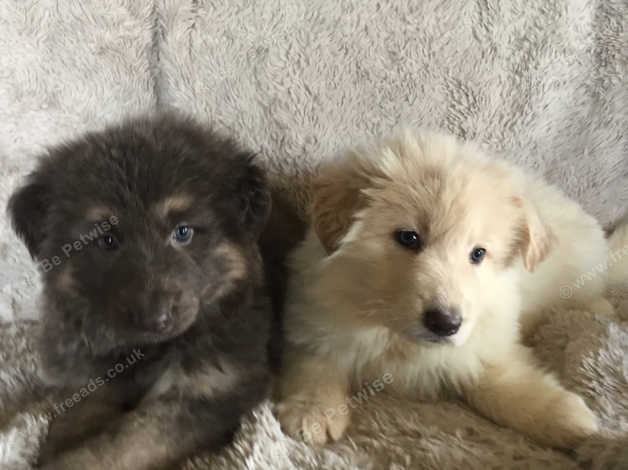German Shepherd Long Coat Blue Tan White Long Coat Puppies