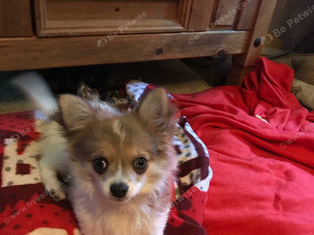 Fluffy Chihuahua in Chichester PO19 on Freeads Classifieds - Chihuahuas ...