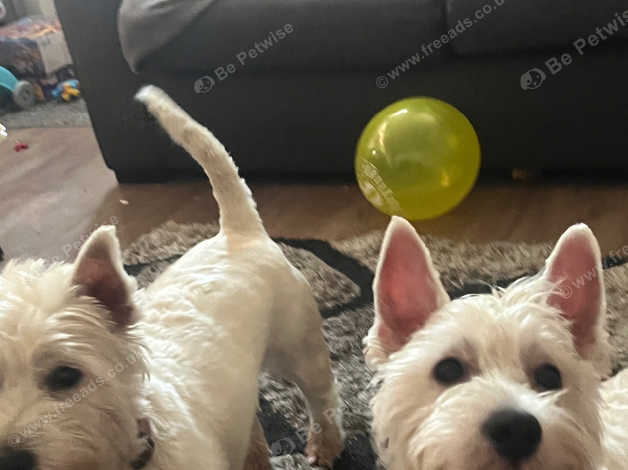 Adult westies for sale best sale