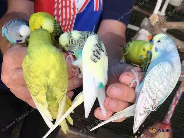 Parakeets for store sale near me