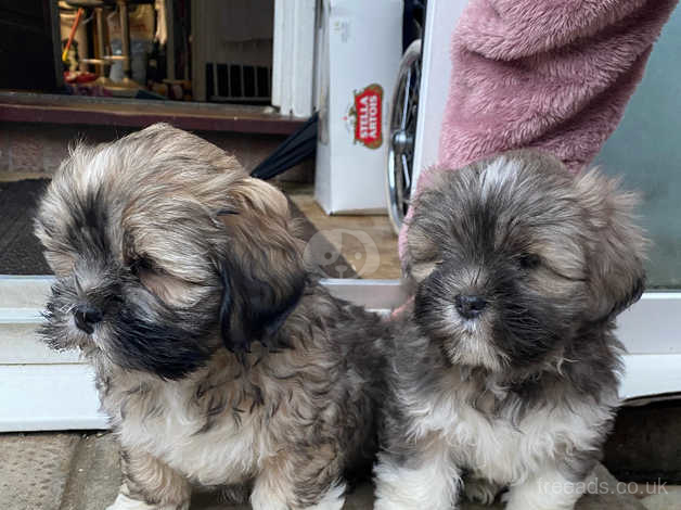 Baby lhasa best sale apso puppies