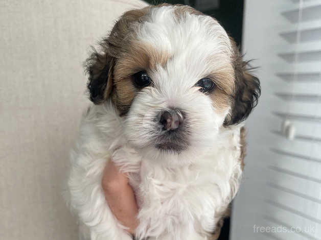 Lhasa poo sales puppy for sale