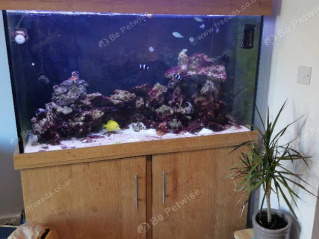 500l fish cheap tank