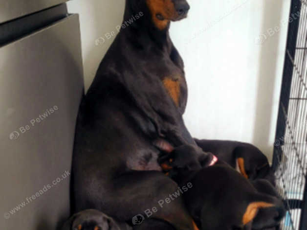 Purebred best sale doberman puppies