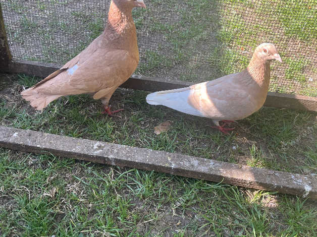 Meuleman Racing Pigeons For Sale in Waltham Forest on Freeads ...