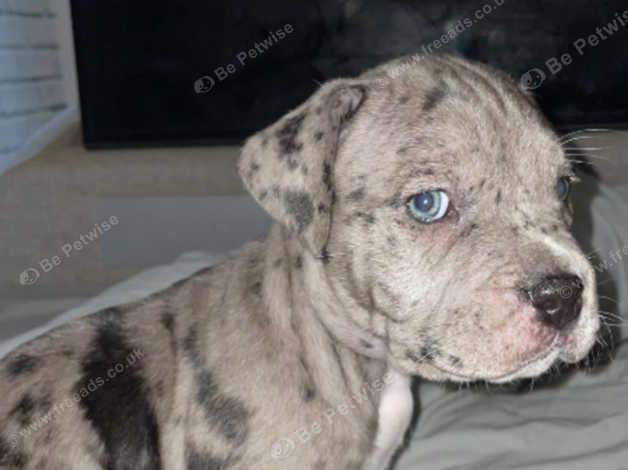 Merle staffy hotsell