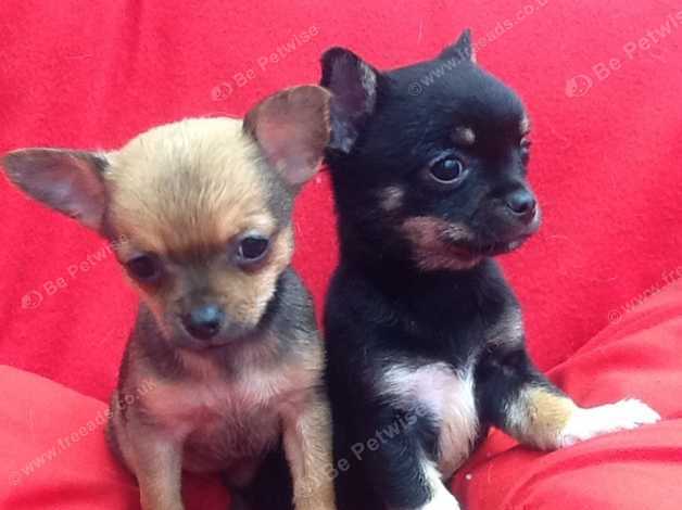 Chihuahua Pups Ready Now 500 In Thetford Ip26 On Freeads