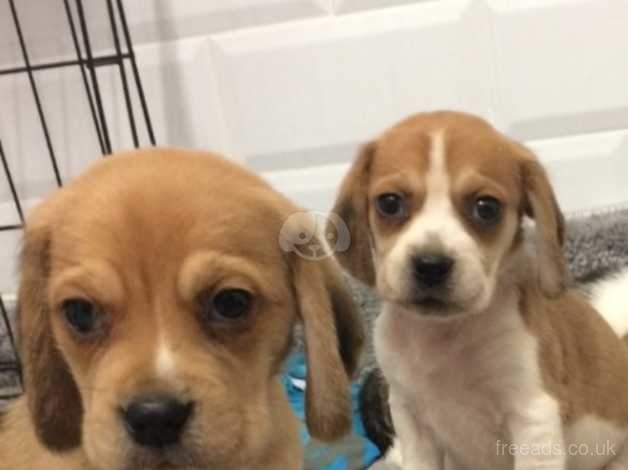 F1b puggle sales