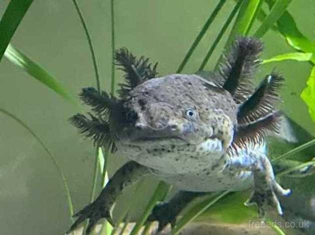 Baby Axolotl In Derby On Freeads Classifieds Frogs Amphibians Classifieds