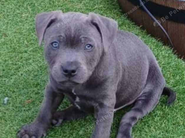 9 week old store staffy