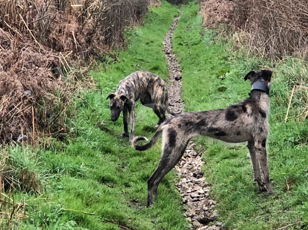 Collie whippet sales greyhound for sale