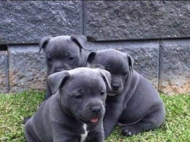 kc registered blue staffy puppies for sale