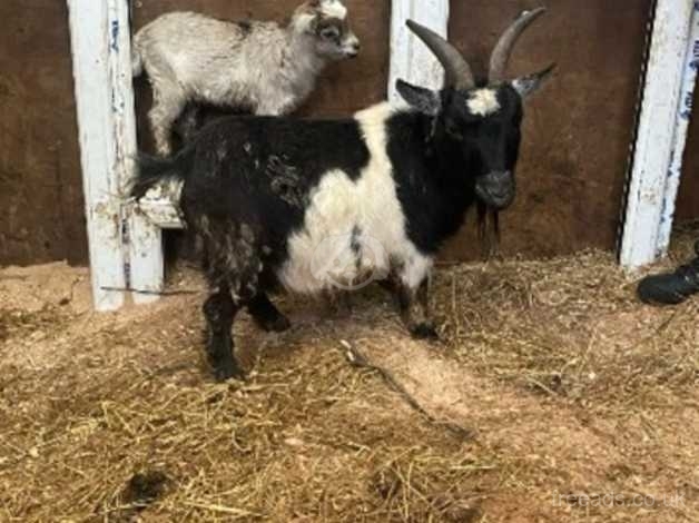 Herd Of Pygmy Goat in Exeter on Freeads Classifieds - Goats classifieds