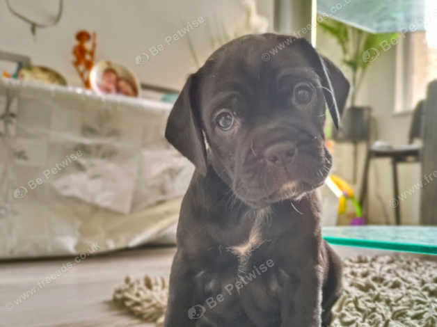 French bulldog cocker spaniel mix hot sale for sale