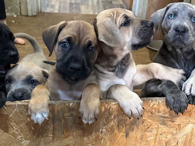 Beautiful Presa Canario Puppies Last Remaining in Mansfield NG20 on Freeads Classifieds Presa Canarios classifieds