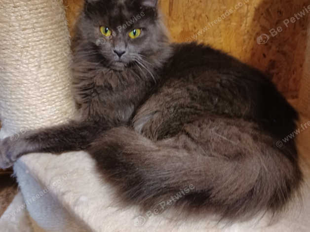 Rehome For Beautiful 10 Month Old Blue Maine Coon Female in Redruth on ...