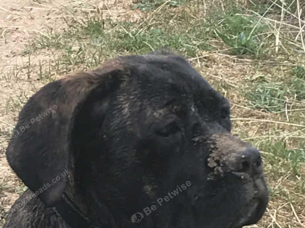 Cane Corso Pups In Lancashire On Freeads Classifieds Cane
