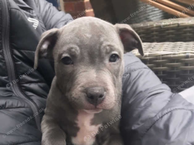 Champagne 2024 blue staffy