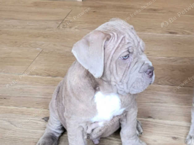 mini mastiff puppies