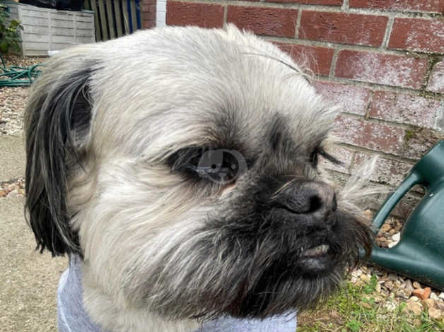 Lhasa Apso/pug Cross in Market Rasen LN8 on Freeads Classifieds - Lhasa