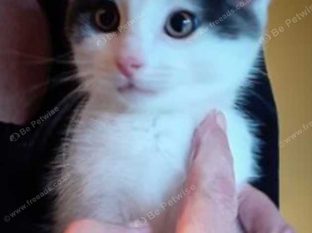 Male Kitten Wanted In Port Isaac On Freeads Classifieds British