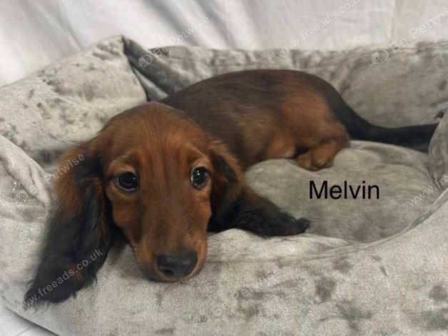 Long haired outlet shaded red dachshund