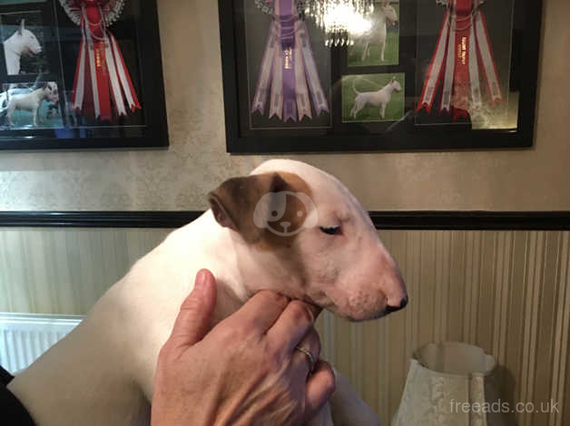 Bullyview Bull Terriers in Wickford SS12 on Freeads Classifieds