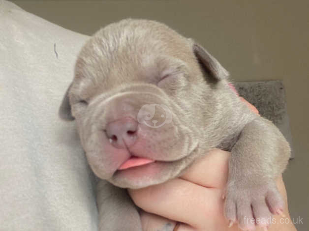 Lilac Tri Pocket Bully For Stud in Leeds LS26 on Freeads Classifieds -  American Bully classifieds