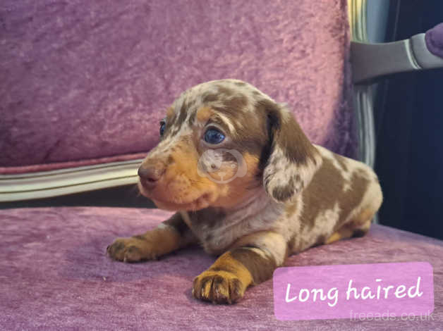 Kc best sale registered dachshund