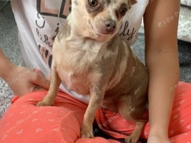 1 year old store chihuahua for sale