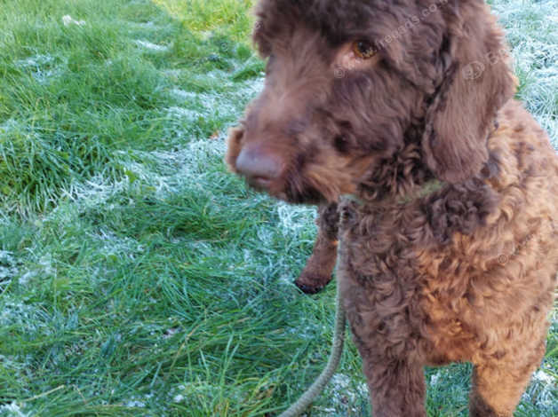 Rehoming labradoodle hot sale