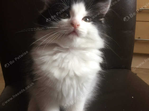 Sold Black And White Kittens In Bridgend Cf31 On Freeads